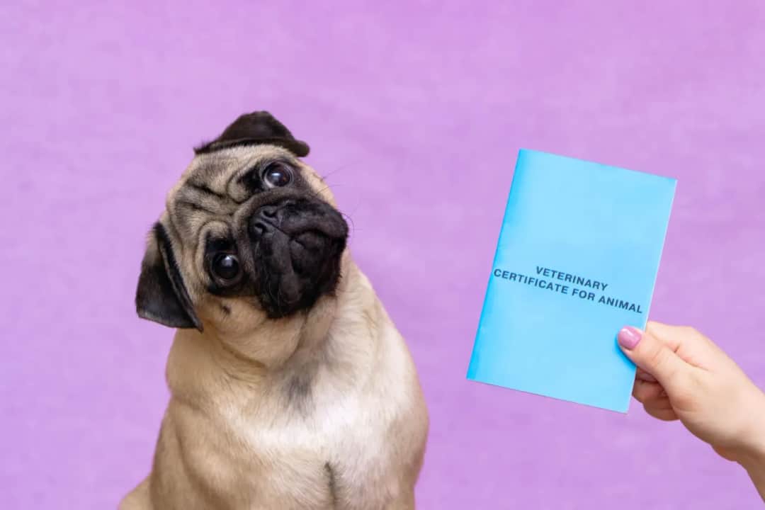 Ile się czeka na paszport dla psa? Sprawdź, co wpływa na czas oczekiwania